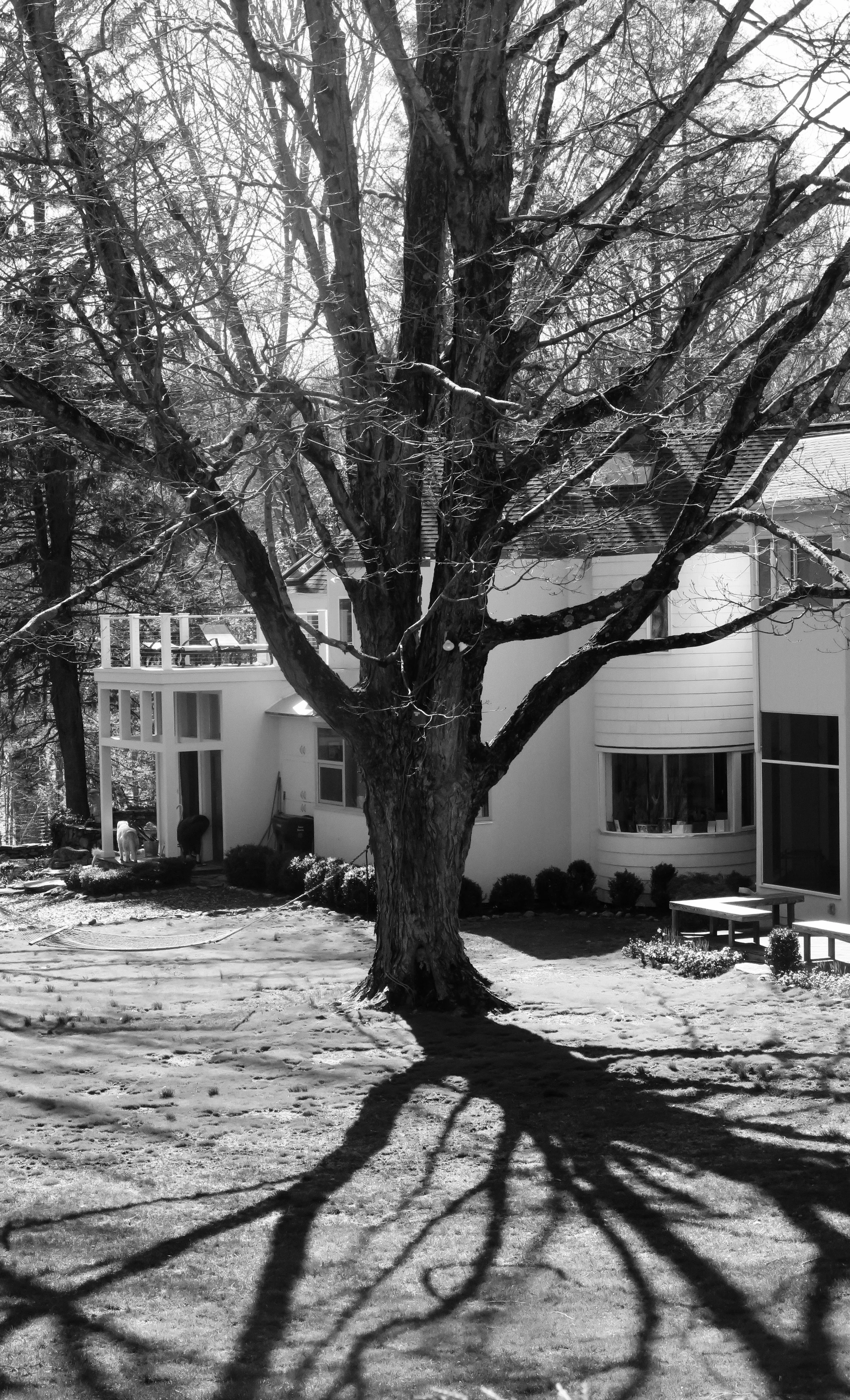  And here the most striking shadows are created by honing in  on a single tree. 