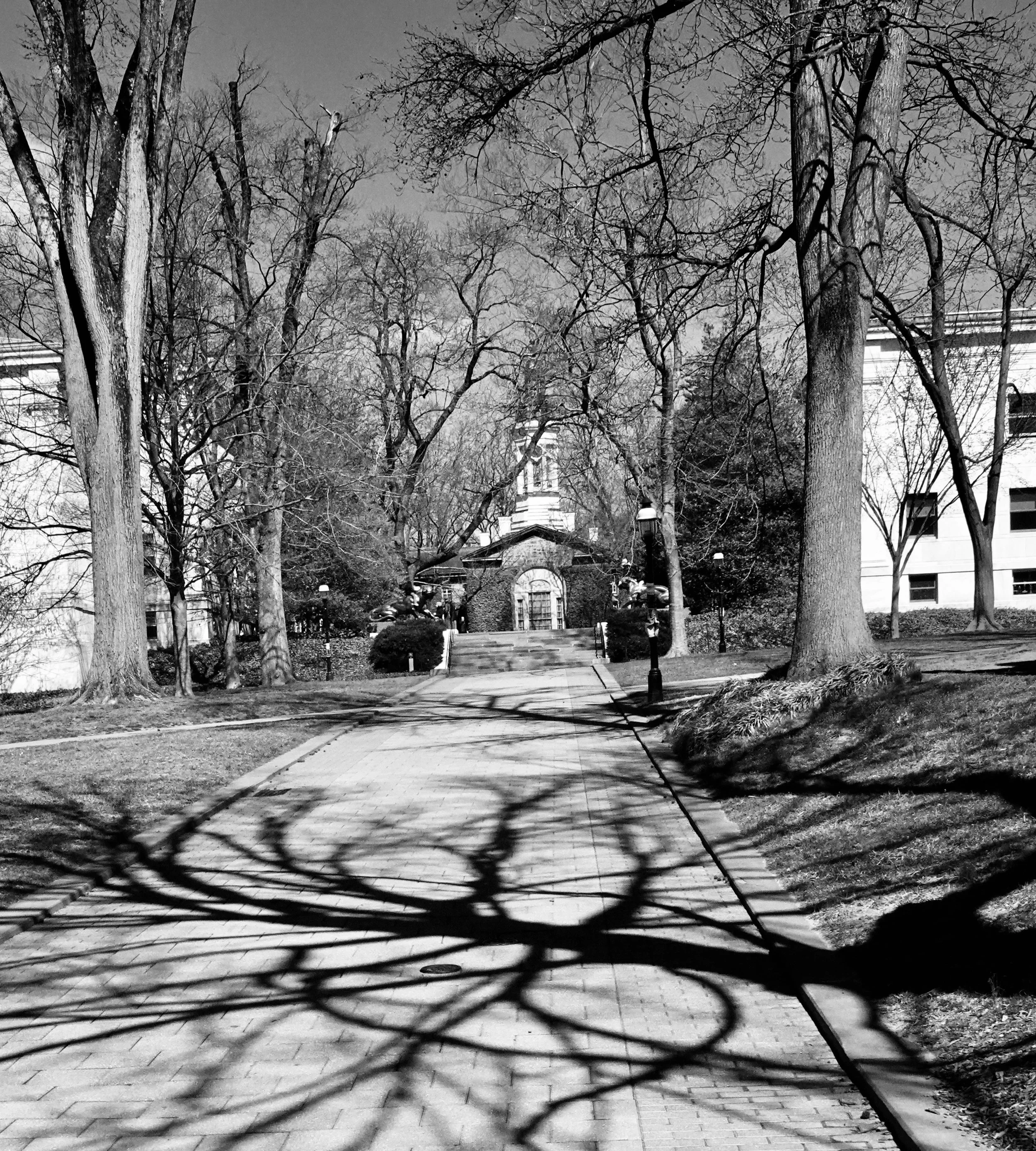 Okay, back to the trees – this time the shadows are up front on the Princeton U. campus, with its venerable Nassau Hall partly hidden  in the background. 