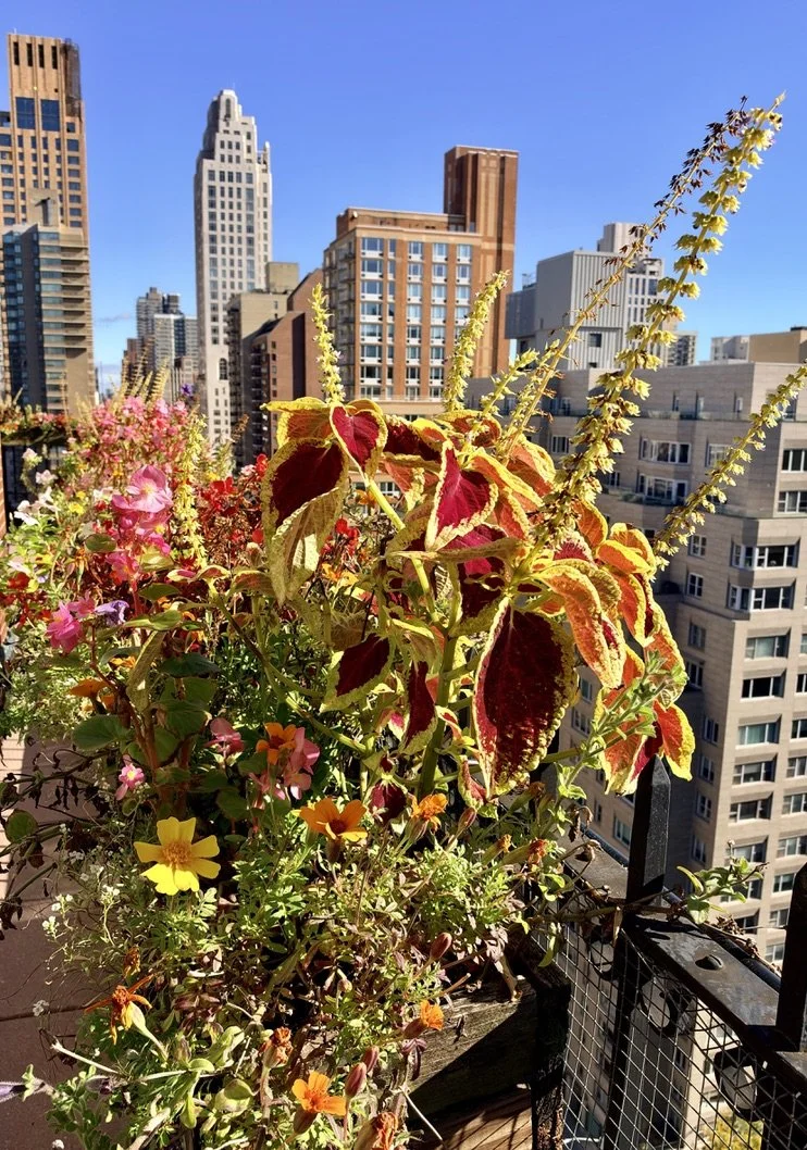  This is a different angle on and enlargement of the flowers amid  the Third Avenue buildings. 