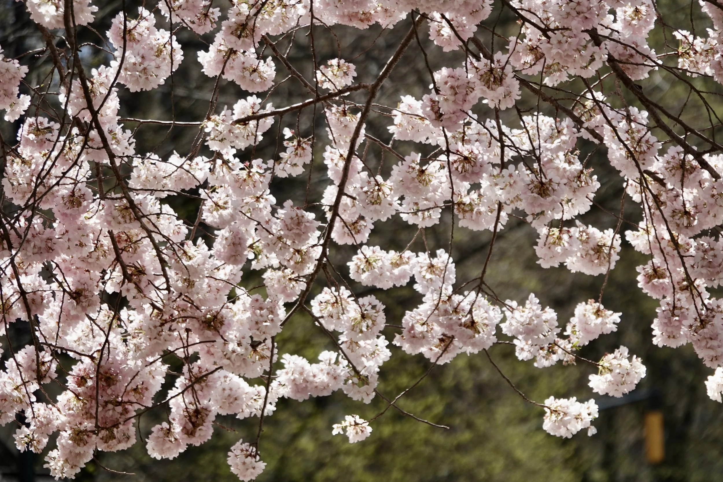  . . . . and petal by petal. 