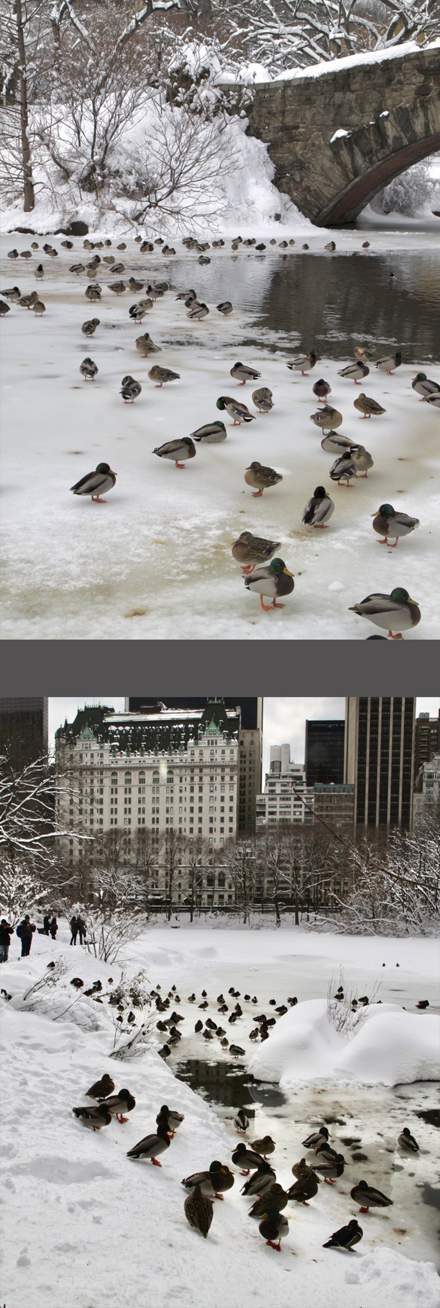  And here are the countless ducks that help make this bridge  so memorable. The bottom shot faces south away from the bridge  toward the Plaza Hotel and other 59th Street buildings. 