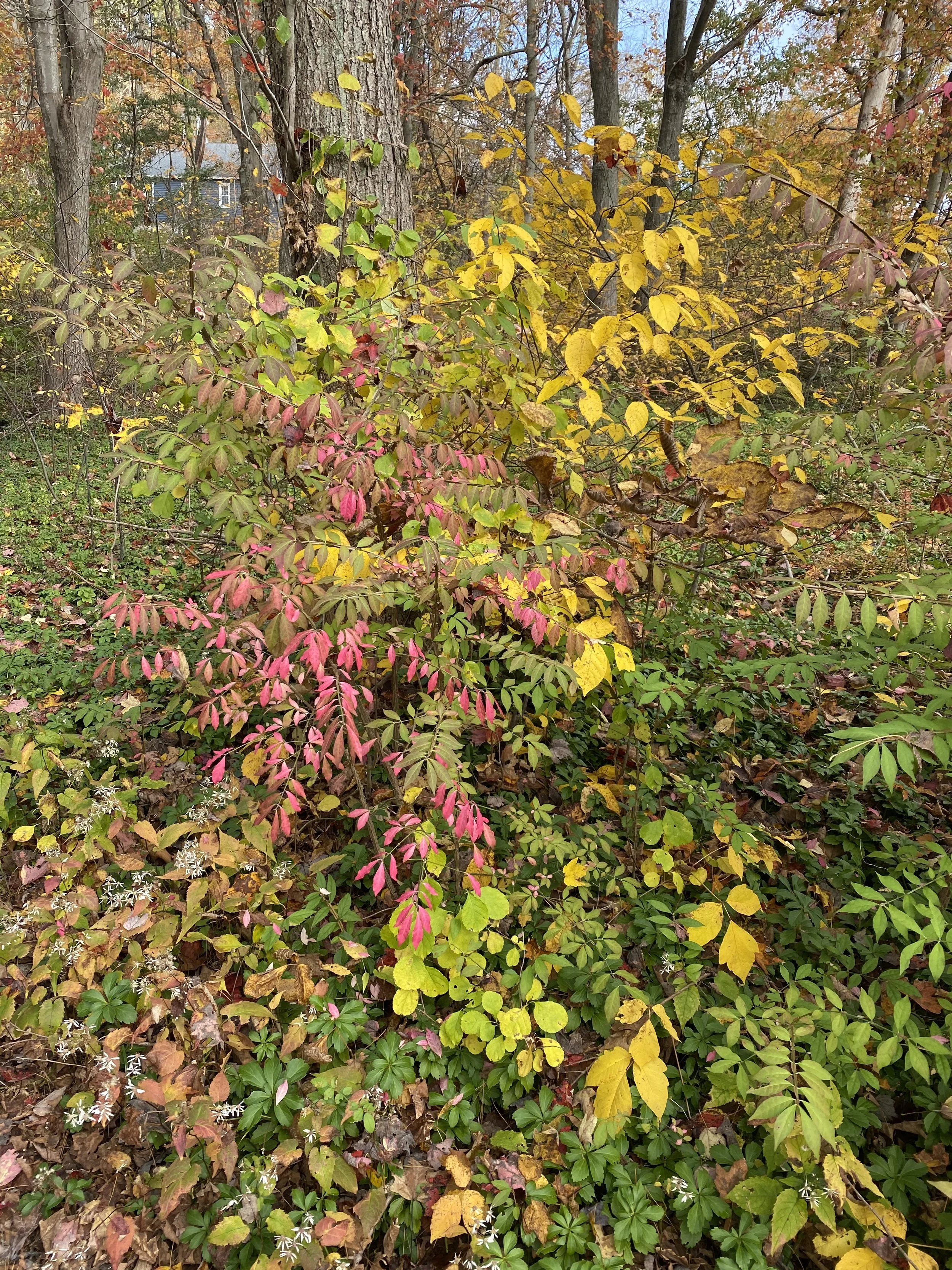 Here’s some good colors . . . .