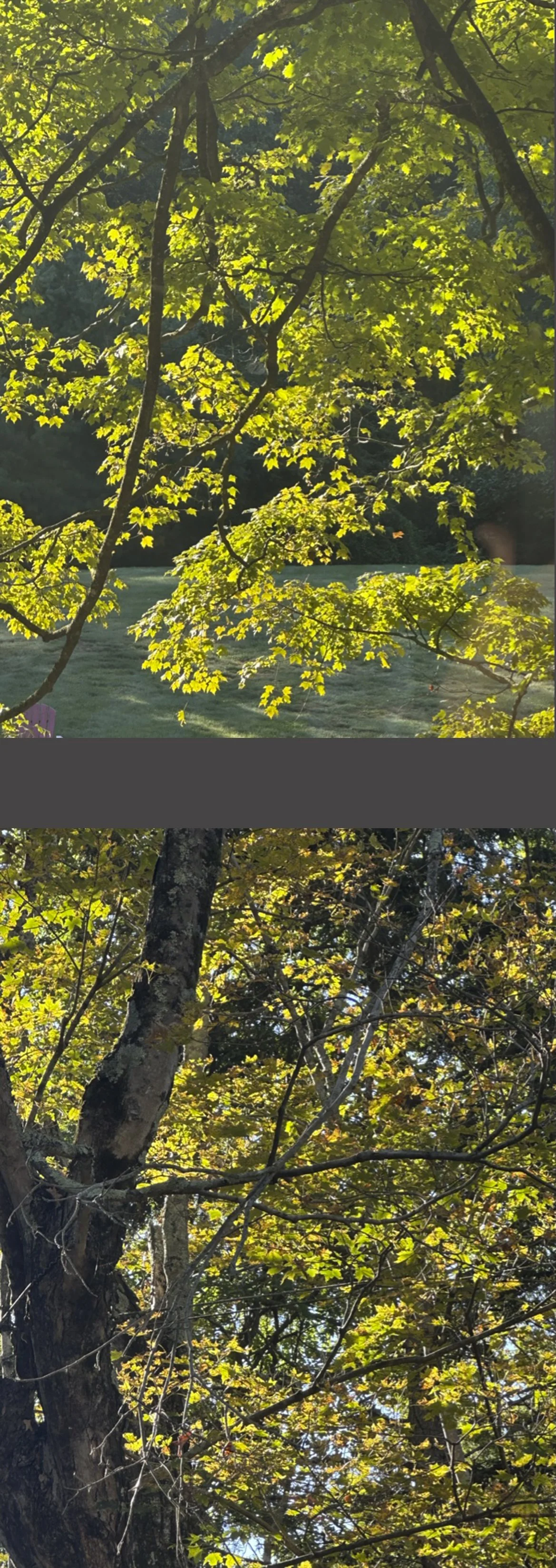 Here in early September, is a last glimpse of the bright summer scene.