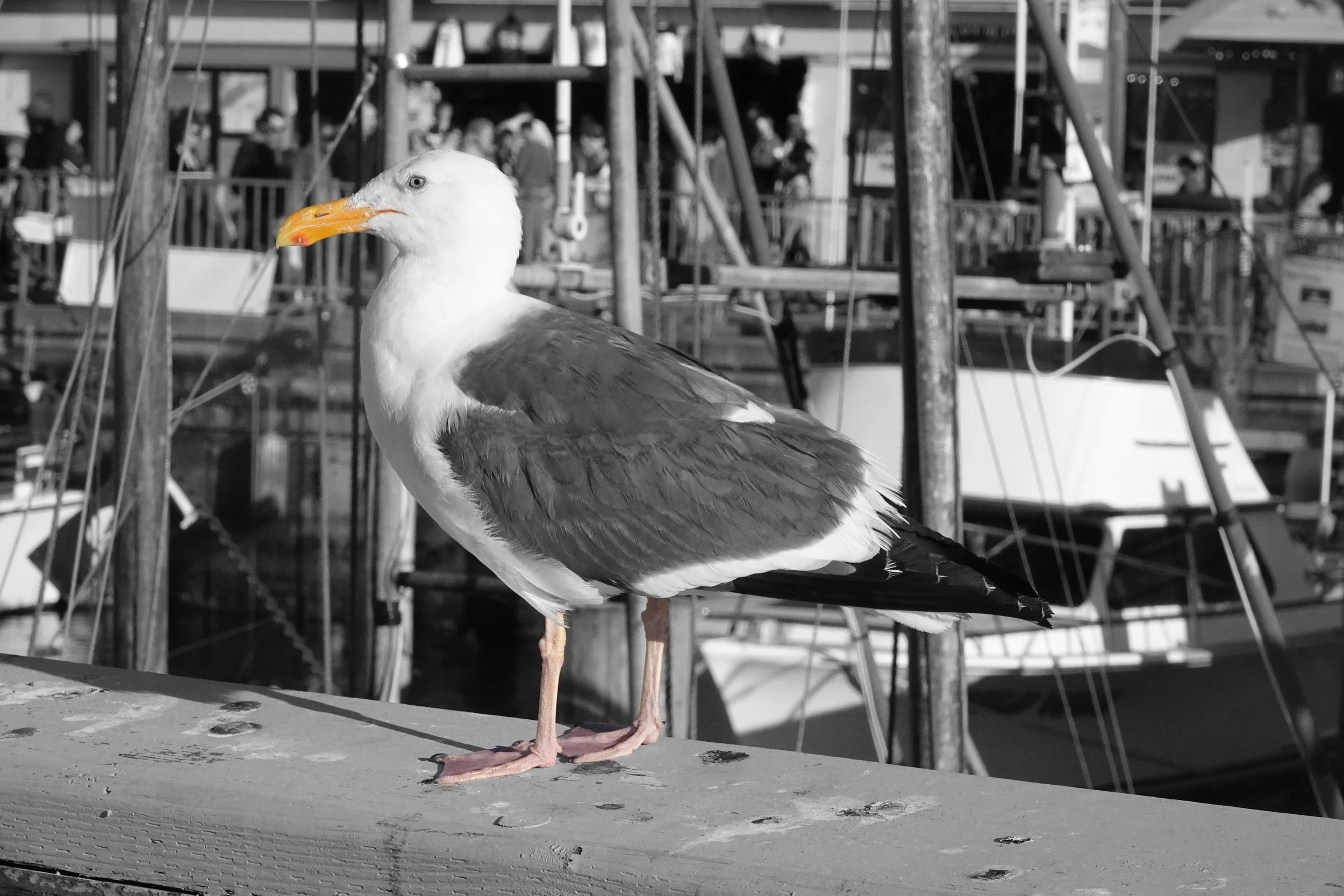  That yellow bill (and those matching feet) adorn a San Francisco gull. 