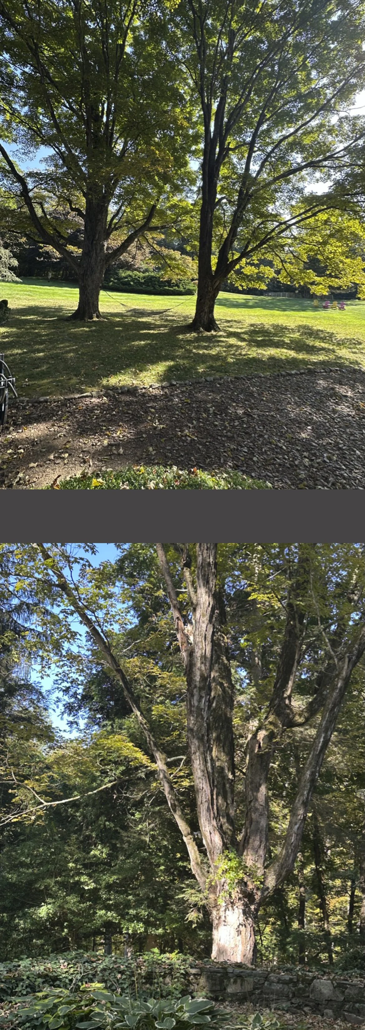 But each tree is different, and I find the overall effect exhilarating.