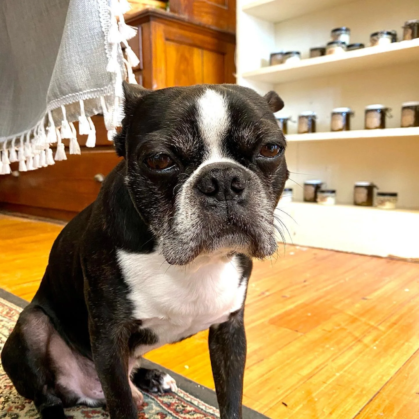 We got to the store early this morning to get ready to open. Can you tell our favorite employee isn&rsquo;t a morning person? We are open till 5 today and tomorrow, come see us! 🐶 #vintage #shopdog #apparitionsvintagevillage #richmondky #shoplocal #