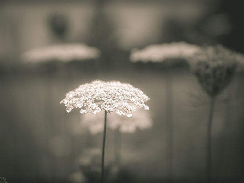 Queen Anne&rsquo;s Lace #onwindhamroad #artistinresidence #fujilove #framesmag #beautyeverywwhere