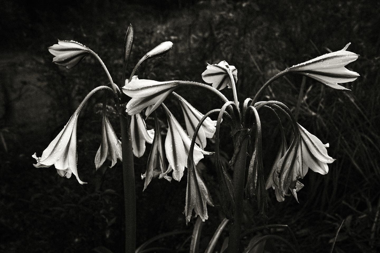 After The Evening Shower #inthegarden #magicgarden #summershowers #fujiframez #fujixt5 #onwindhamroad #markdauberphotography