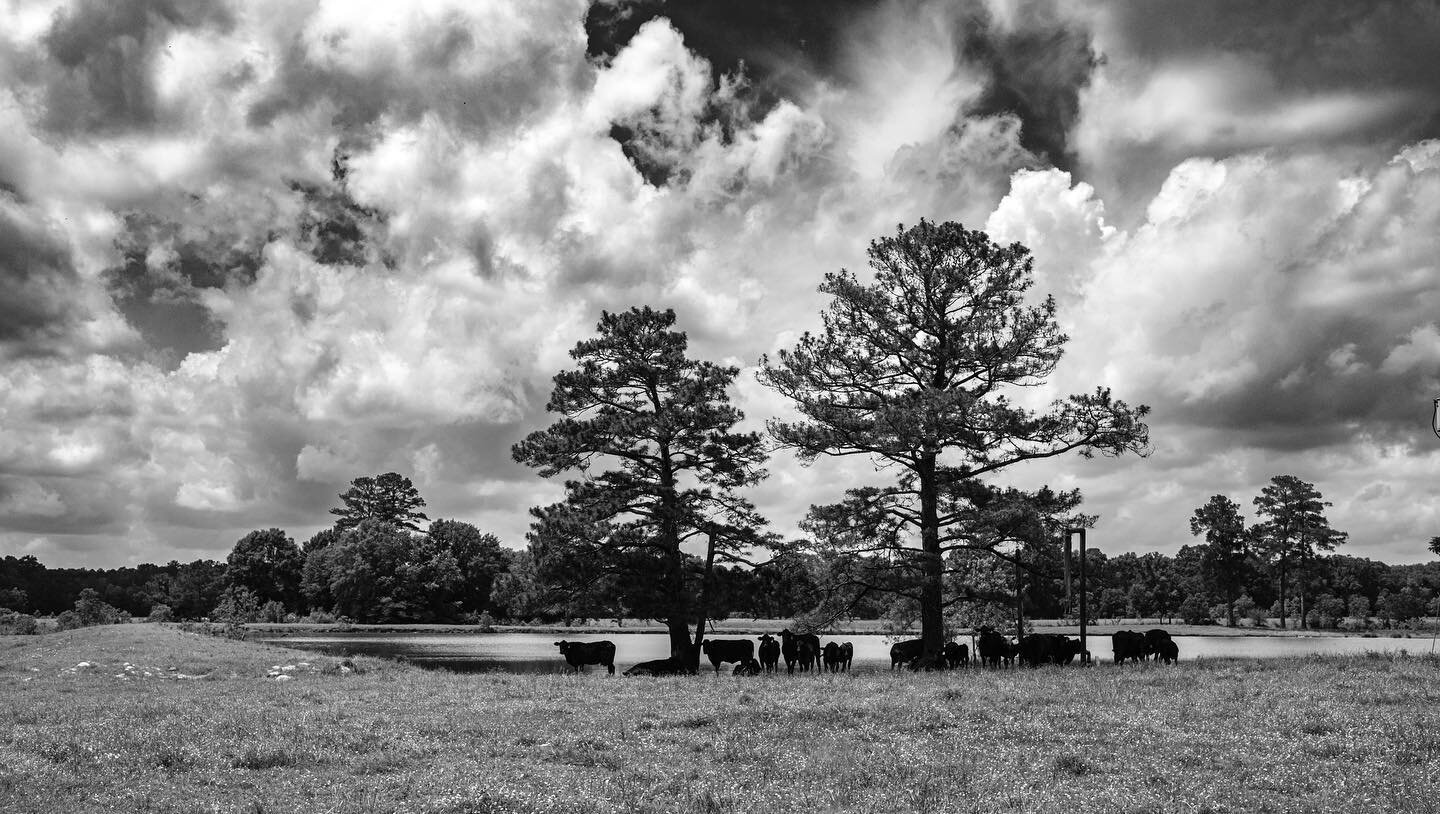 Dark Cows-Heavy Sky #ruralalabama #blackandwhitephotography #markdauberphotography #fujimag #fujixt5