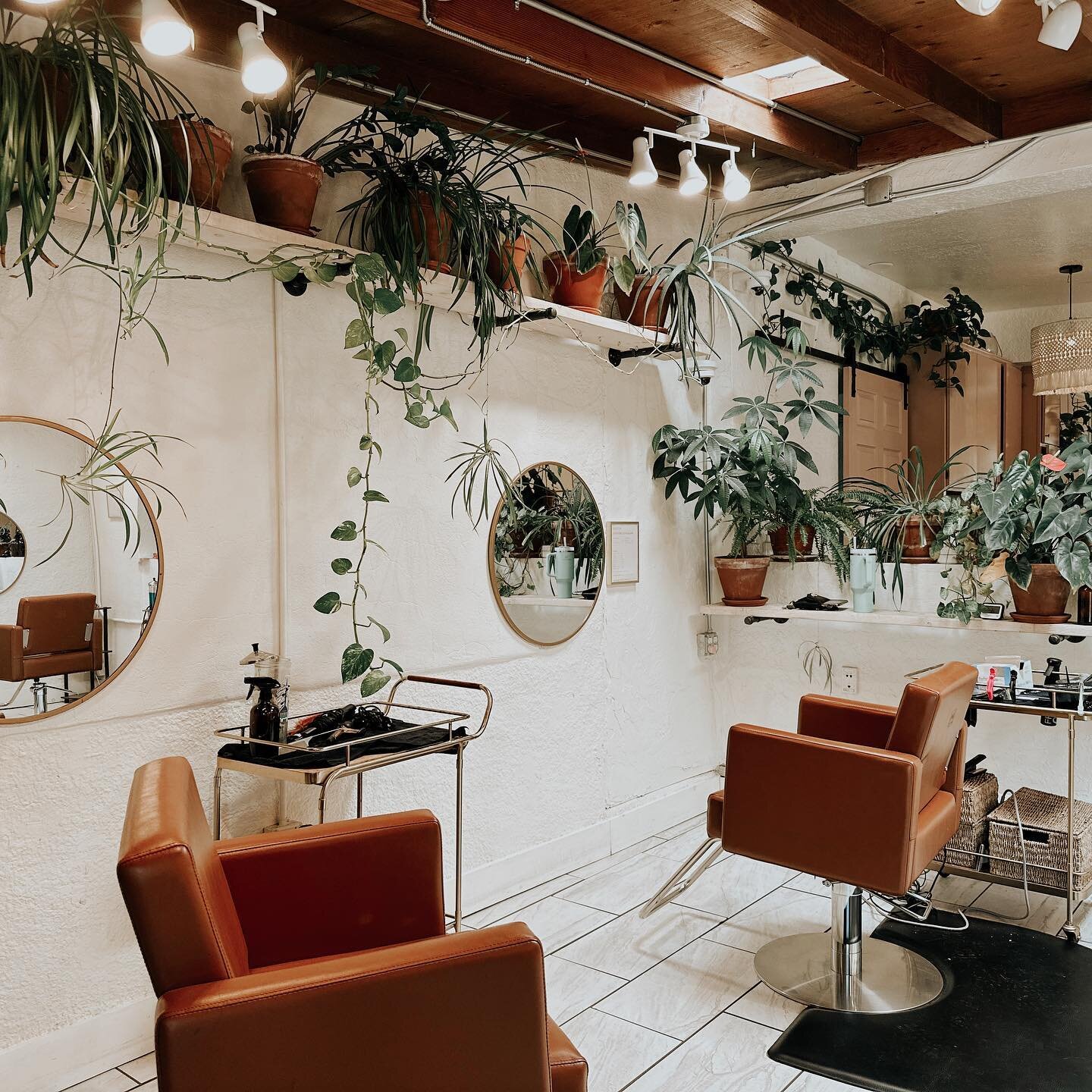 🪴 a little glimpse of the culture club jungle 

Are you a plant girlie? 🌱

#abqsalon#albuquerquesalon#newmexicosalon#abqhairstylist#abqhairsalon#plantsmakepeoplehappy#plantsofinstagram#salondecor