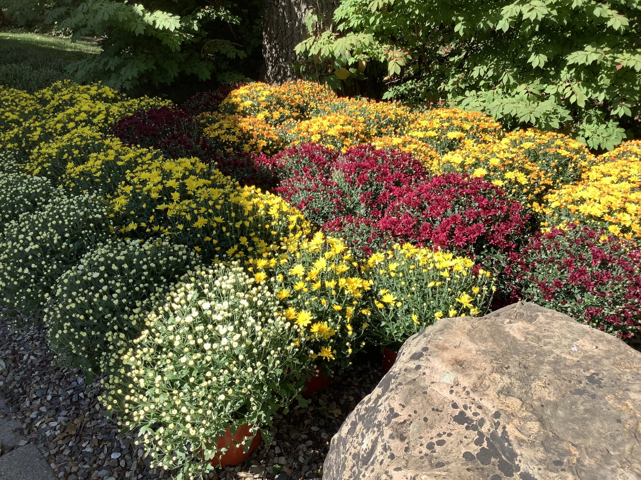 Mums are here! — The Suzuki Academy of Kalamazoo