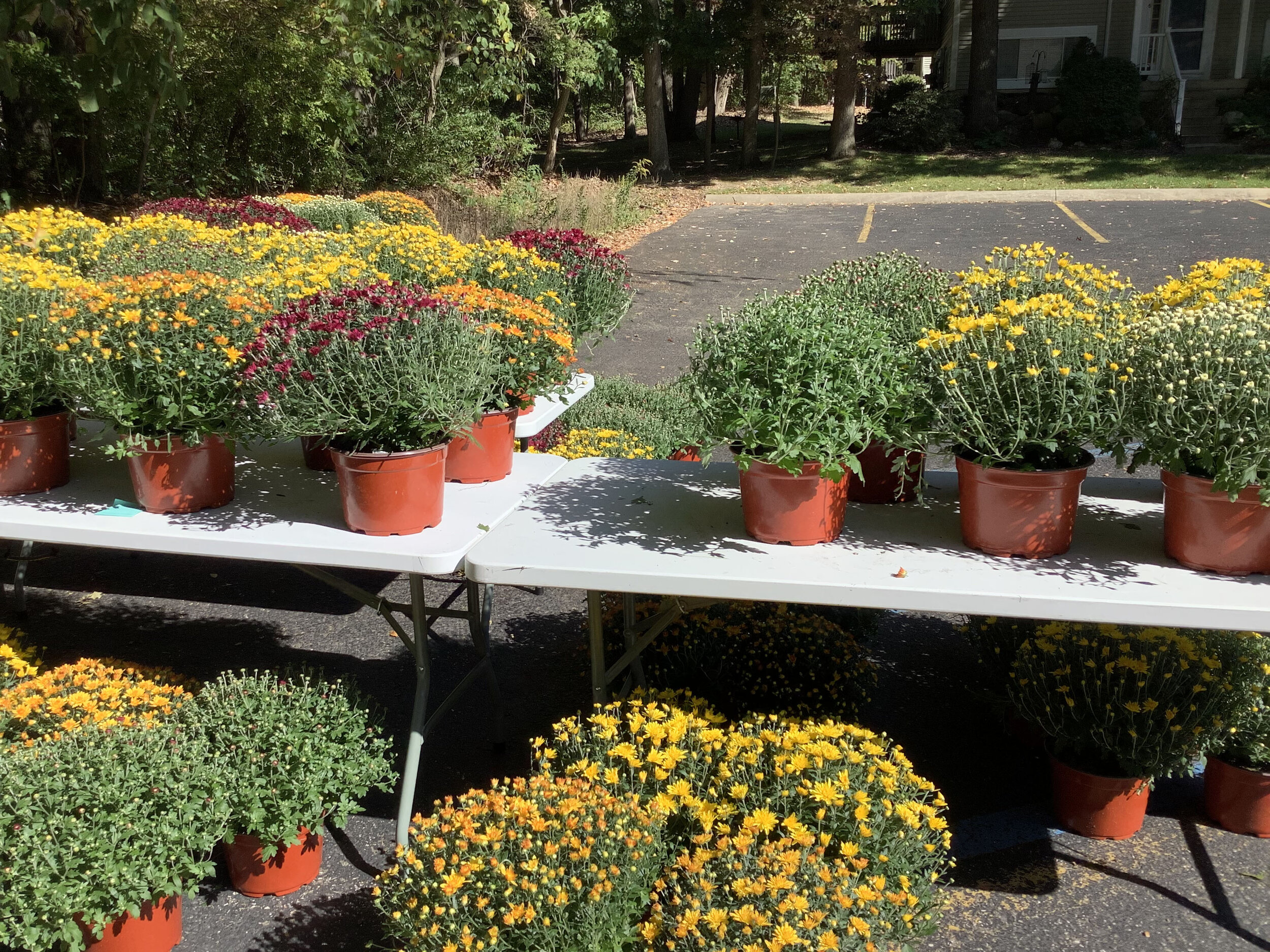 Mums are here! — The Suzuki Academy of Kalamazoo