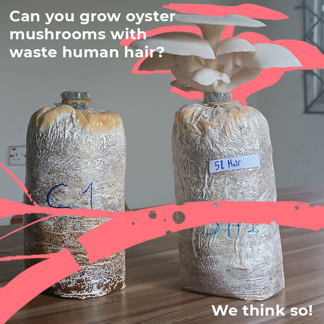 Images of Oystermushrooms grown with waste hair by Osarode.jpg