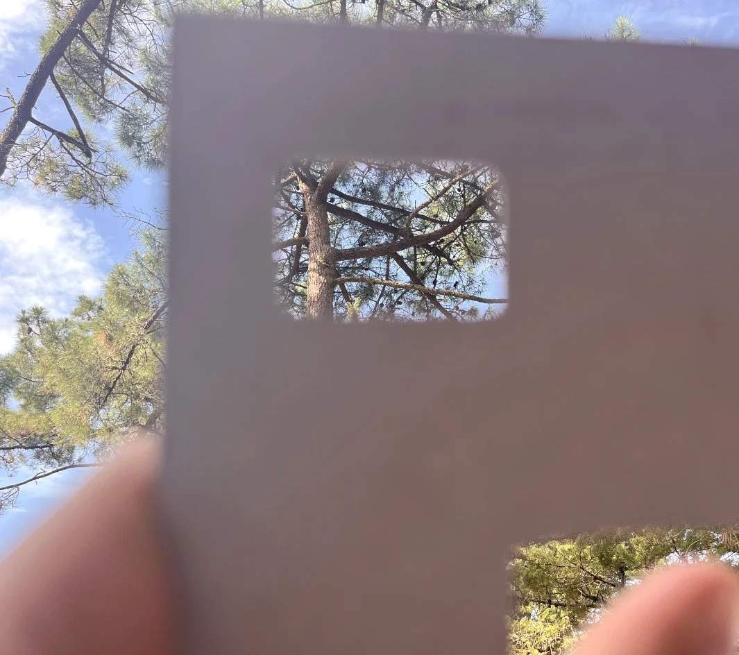 Recherche de composition dans la nature à l'aide d'un cadre en carton pour isoler des arbres dans le paysage.⁠