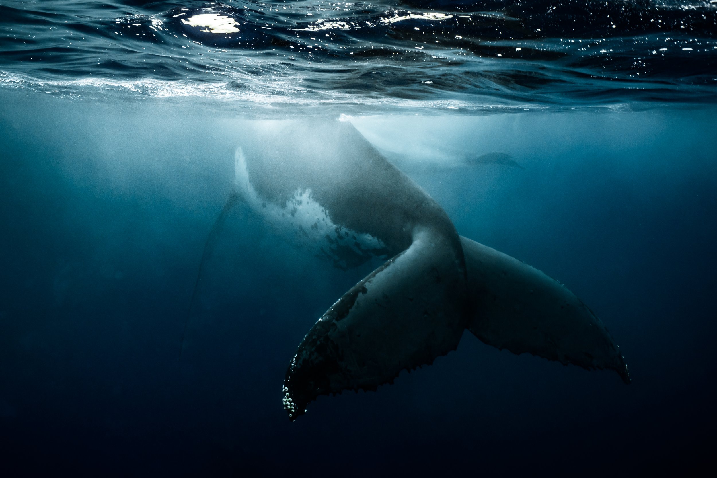 Whale Tail, French Polynesia