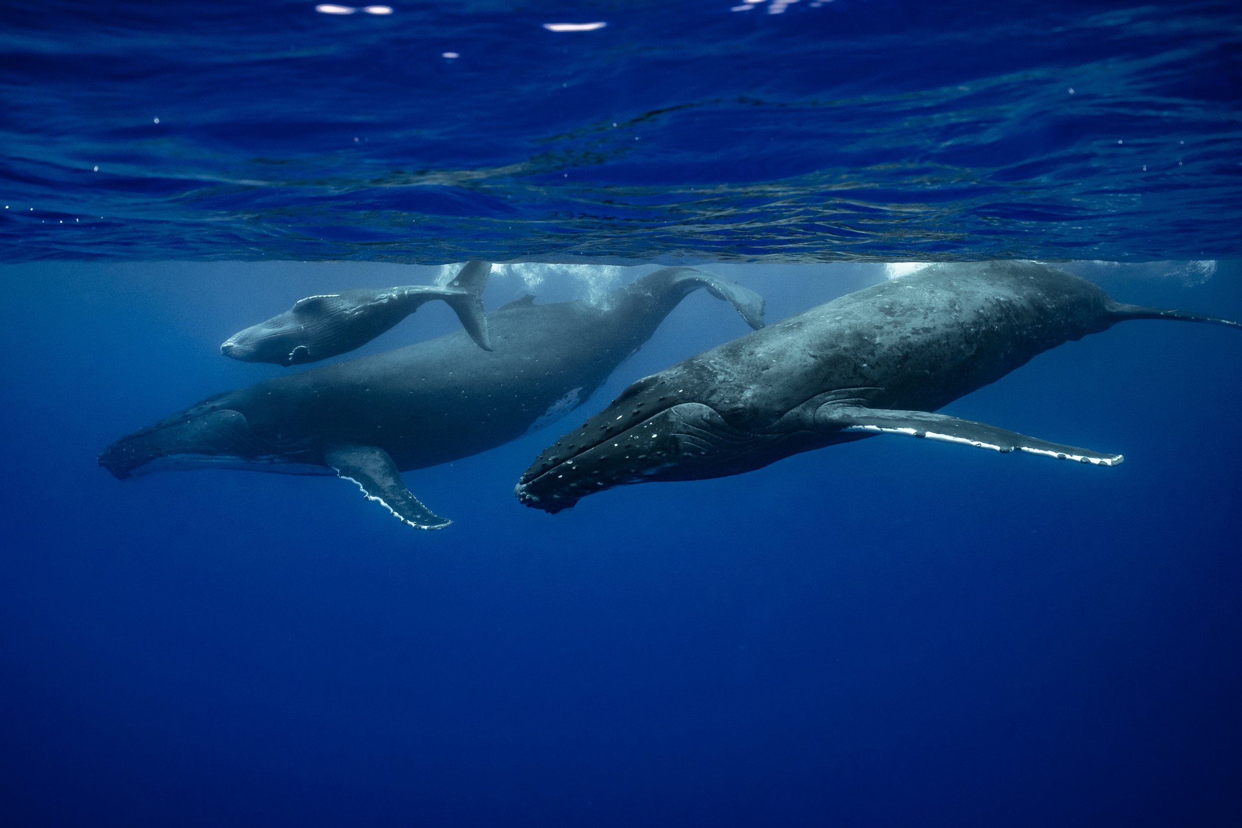 Humpback Mother, Calf and Escort, French Polynesia