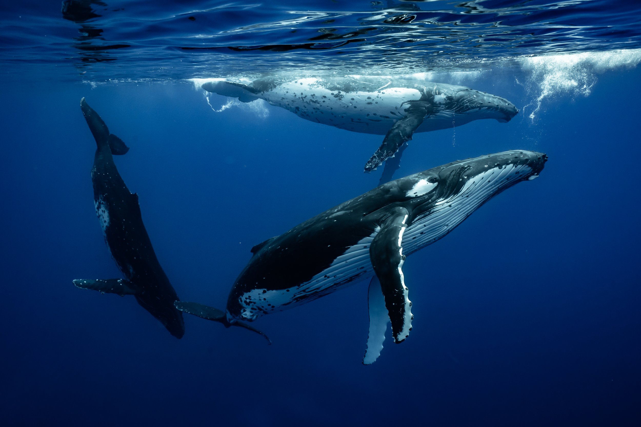 Three Male Humpbacks Play, French Polynesia