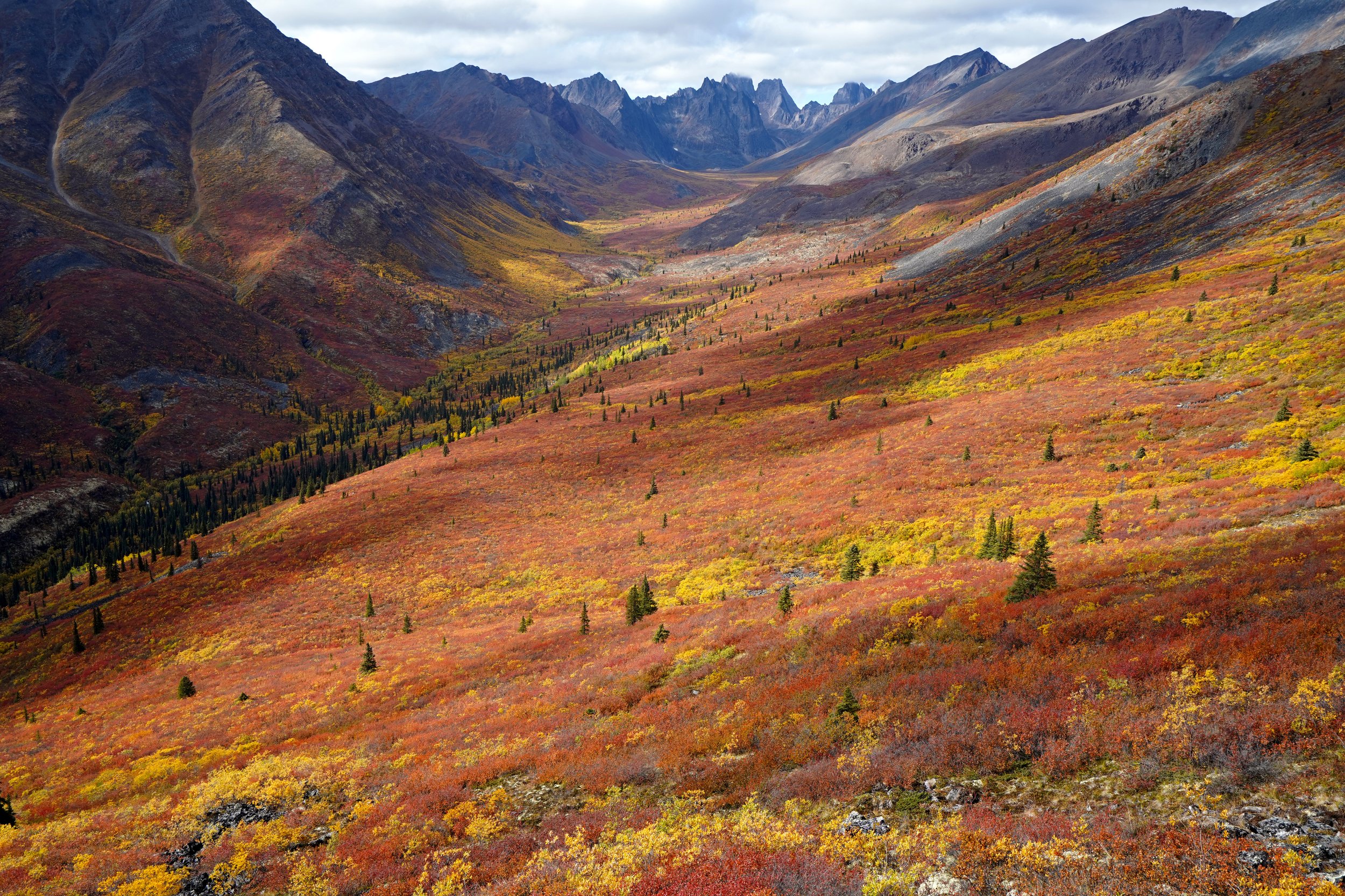 Fall Colours of the Subarctic, Canada