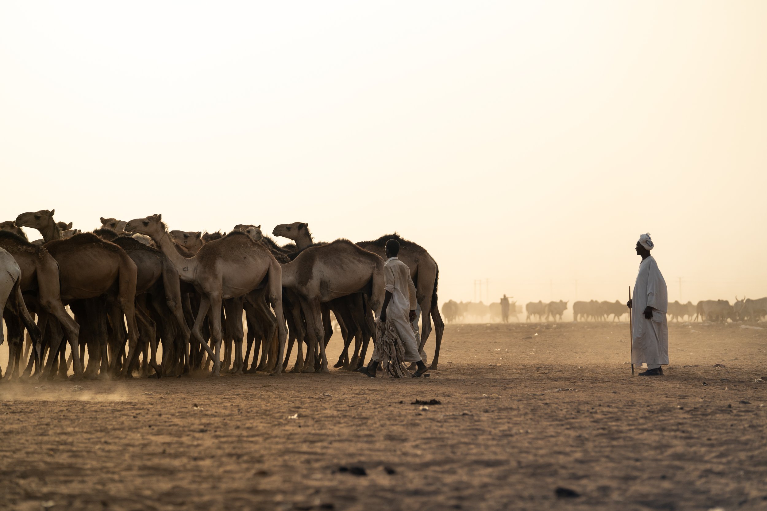 matt-reichel-khartoum-camel-market-sudan-18.jpg