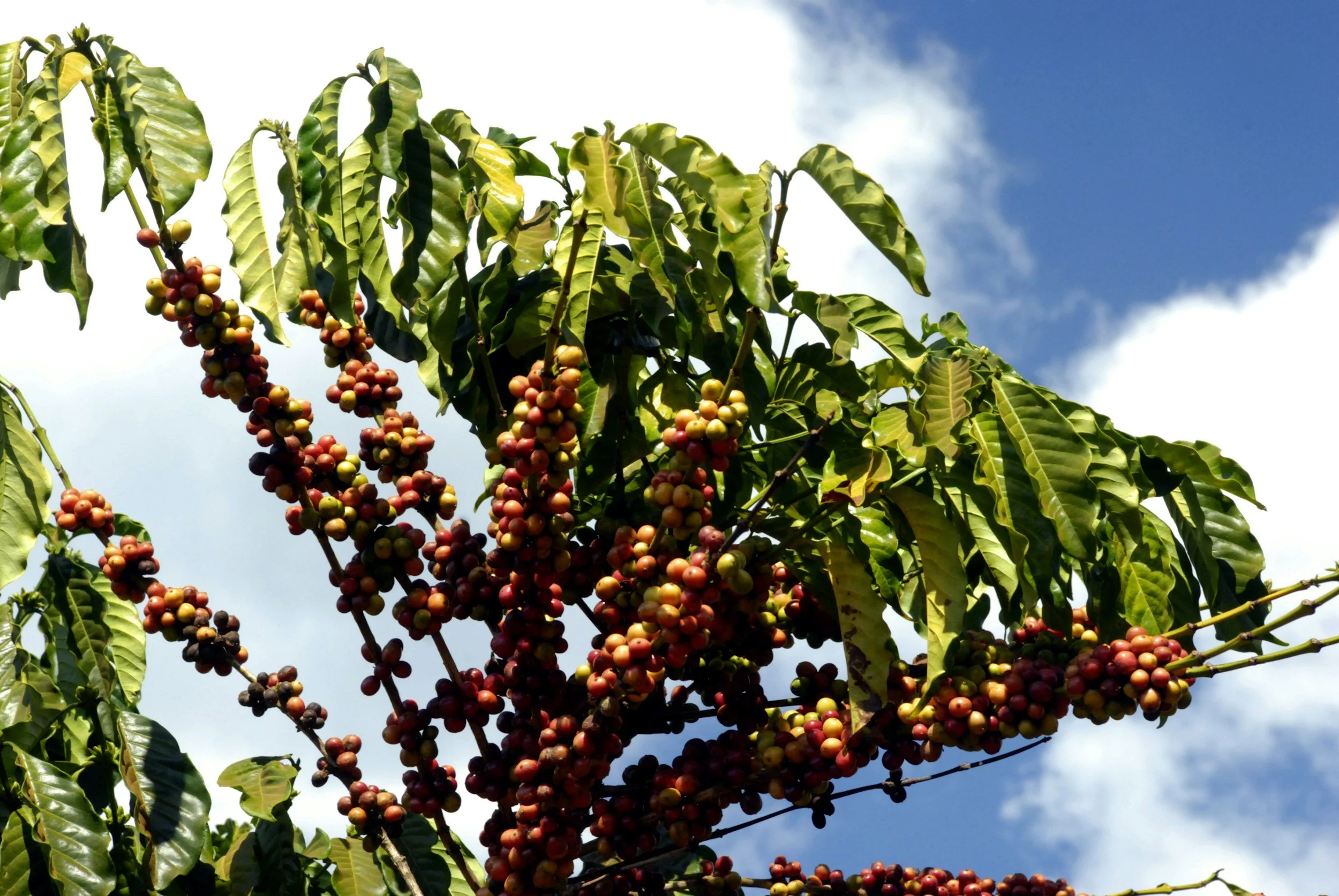 Coffee Plant full of Ripe Coffee Cherries growing somewhere in the Coffee Belt.