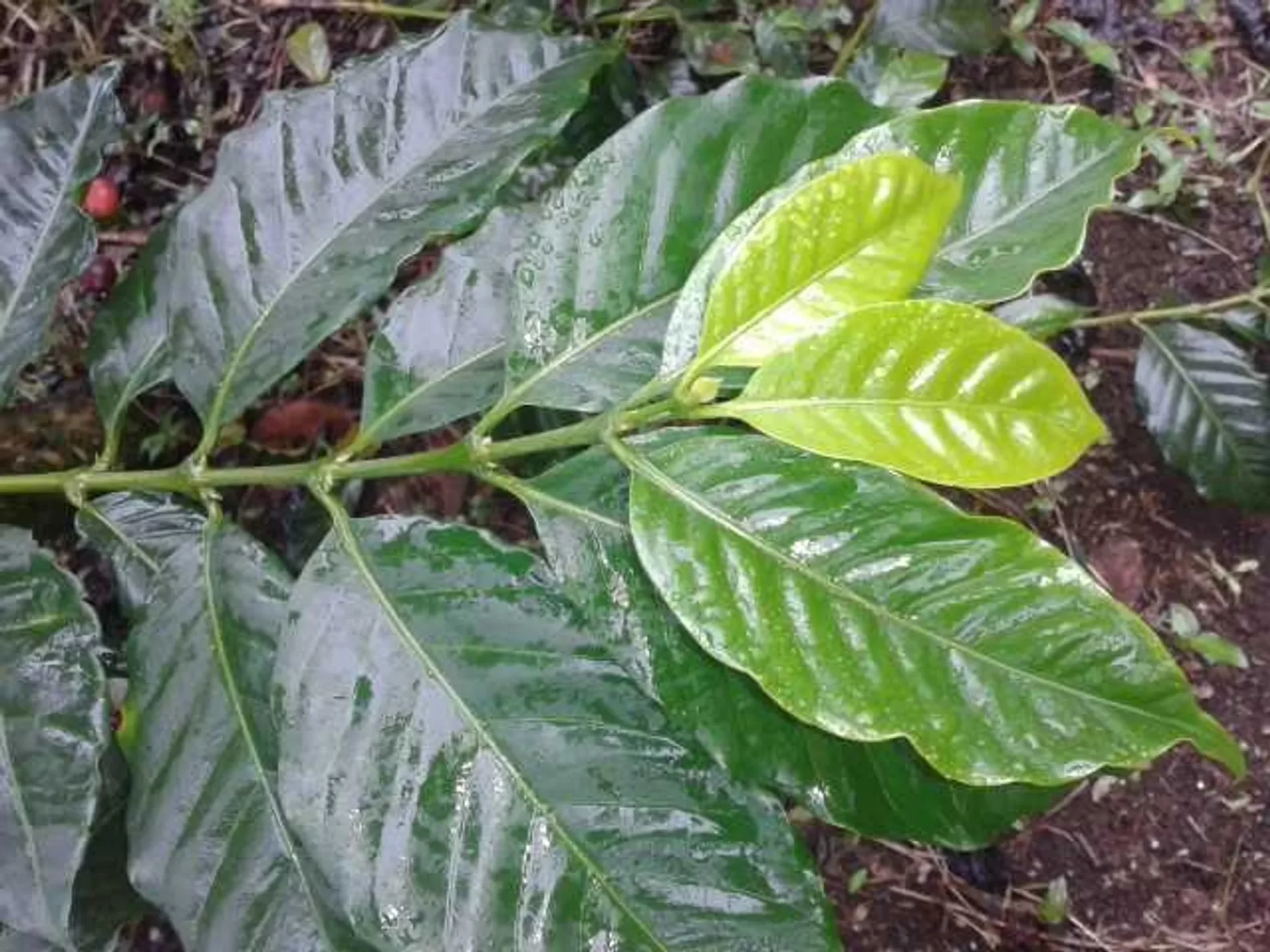 Caturra Coffee Varietal