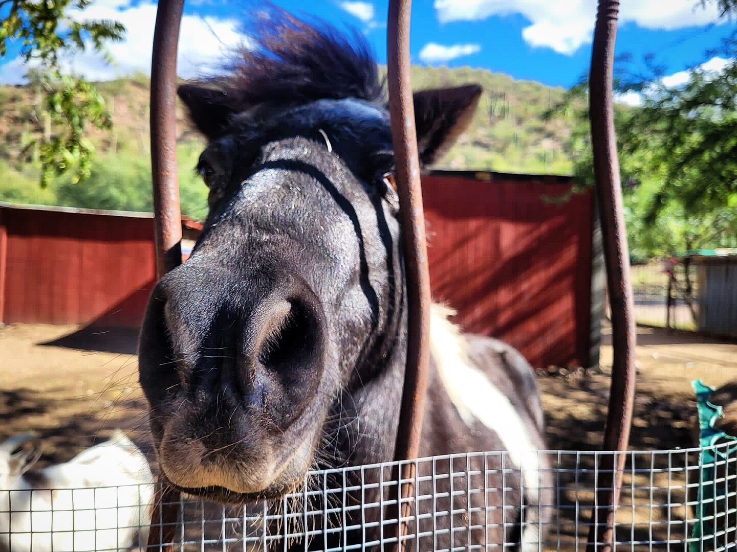 A happy Sunday from Oreo the mini horse! 

Our animals love meeting new guests at the Inn (especially when treats are involved)

#aravaipafarms #aravaipacanyon #azbedandbreakfast #uniquehotelsp