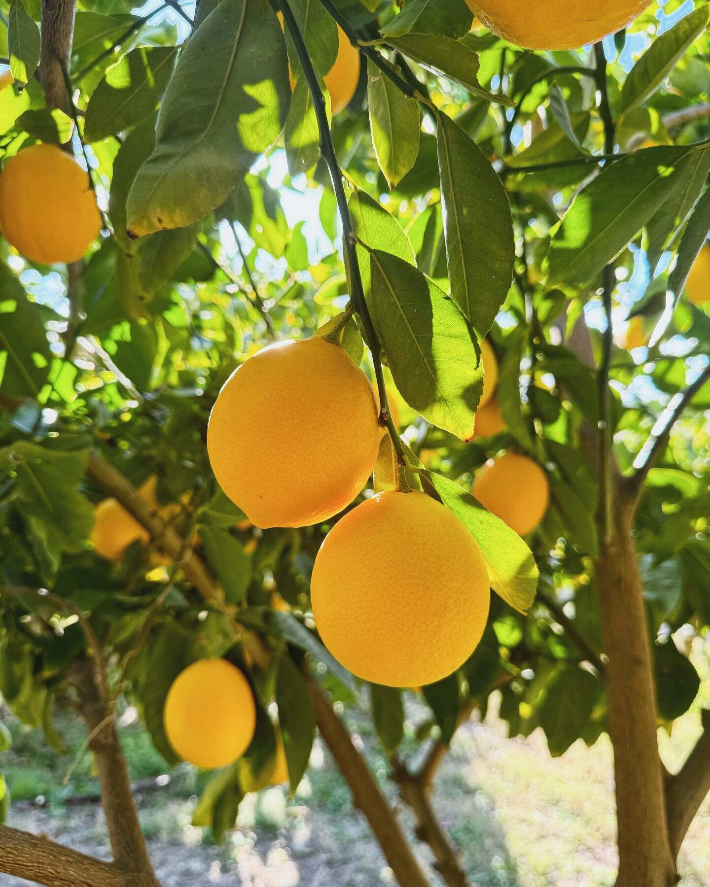 Citrus Season is Here! 🍋

Our citrus harvest has begun and the first batch of lemons are ripe and ready for picking with the grapefruits and oranges not far behind! Get your own one pound batch of fresh citrus free with your stay (dependent on avail
