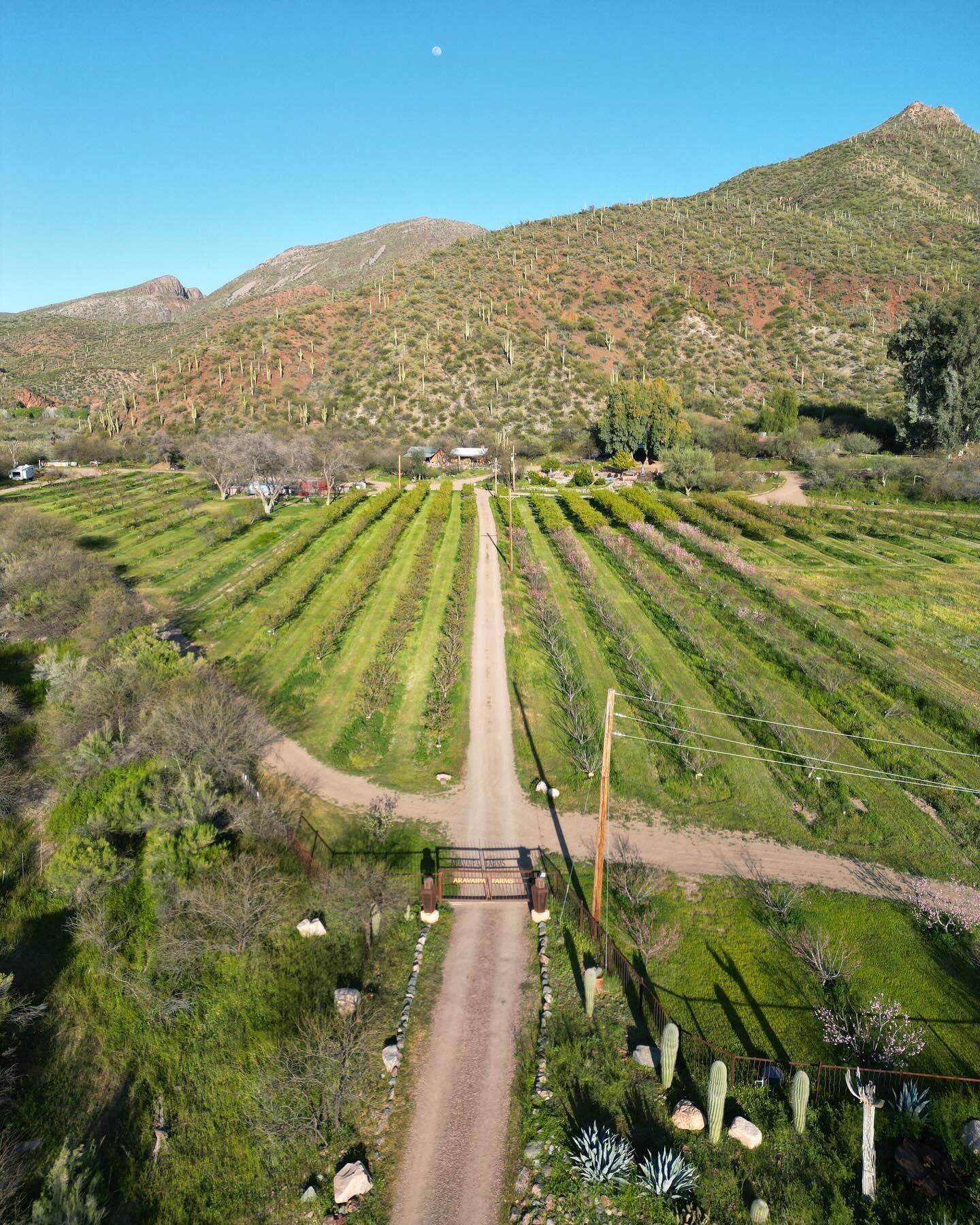 Nothing beats spring in Arizona! Happy Easter from the team at Aravaipa Farms Orchard and Inn and the land we get to call home. 

Here are a few photos from around the Inn this week. We wish you a beautiful day! 

🌳 🏡: @aravaipafarms

#aravaipacany