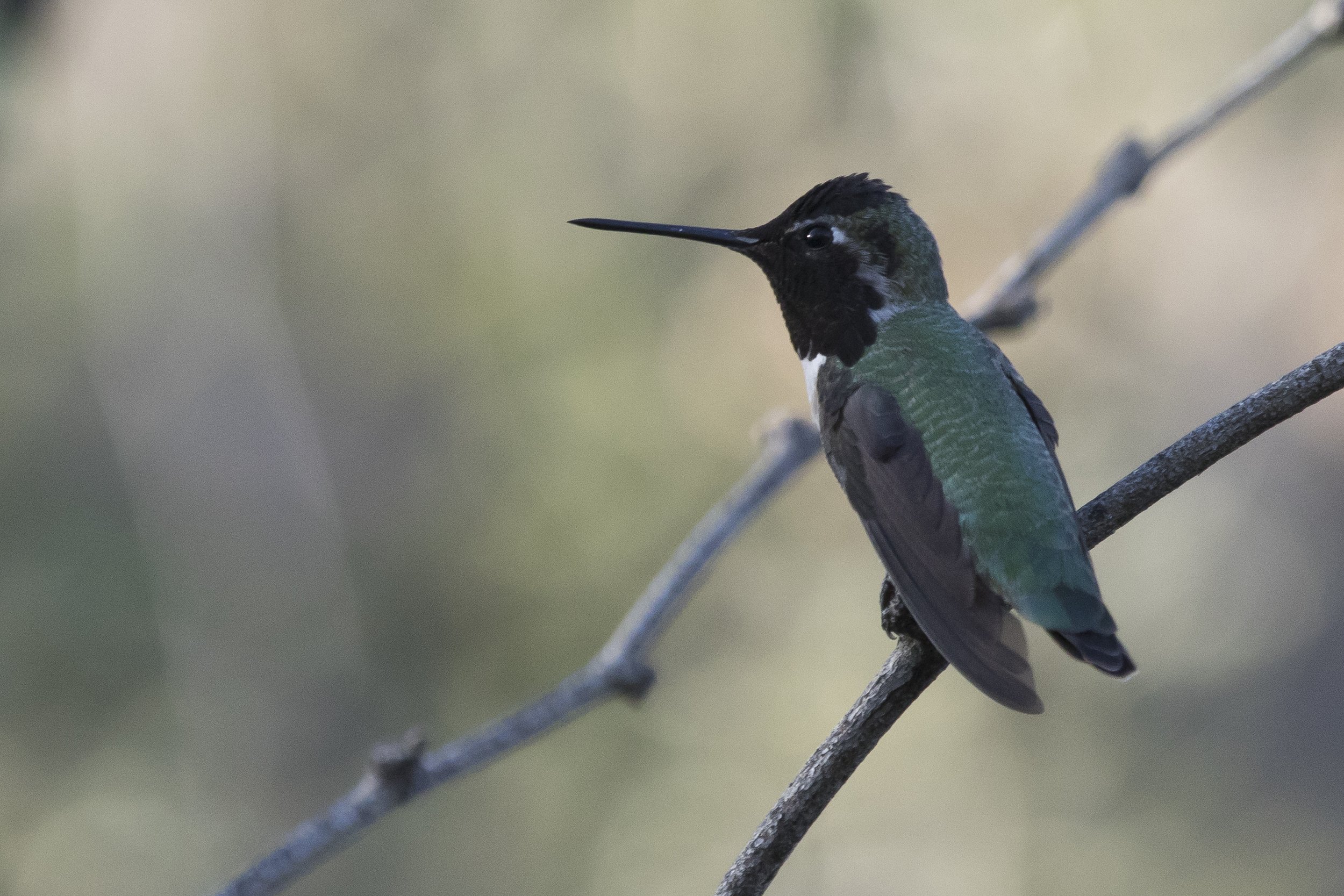 Anna's Hummingbird (1).jpg