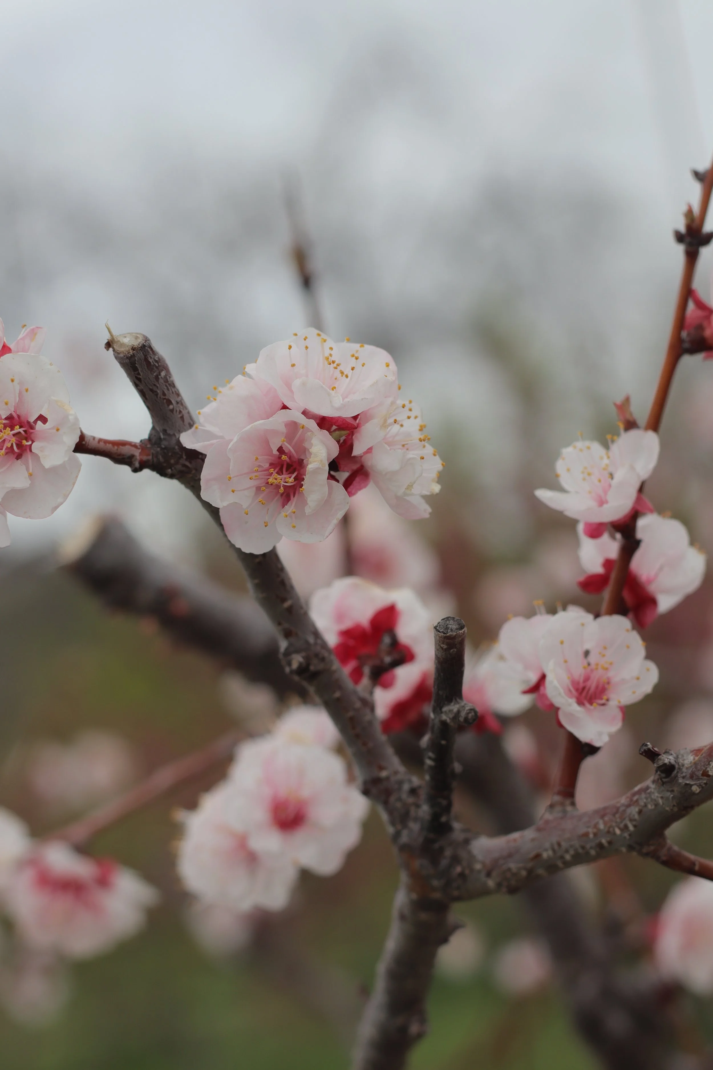 Photography Session - 2-hour