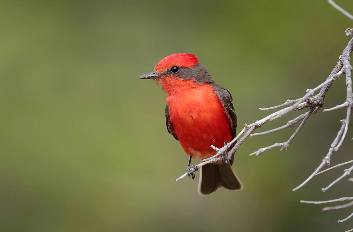 Birdwatching at Aravaipa Canyon: A Hidden Gem for Birders at Aravaipa Orchards Farm &amp; Inn