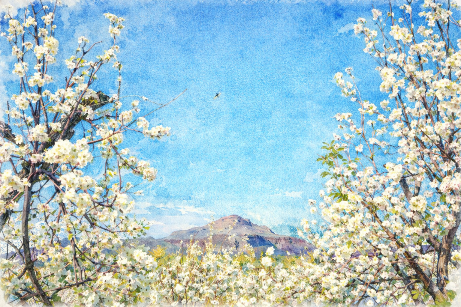 Cherry blossom trees with white flowers in bloom, mountain in the background, blue sky with a single bird flying.
