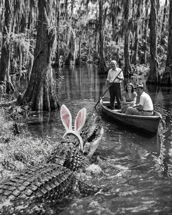 The Easter Gator shows up with a basket of Boudin 🐊 🐰 🧺 🌷 Celebrate with us at brunch!

#easter #easterbrunch #brunch #gator #eastergator