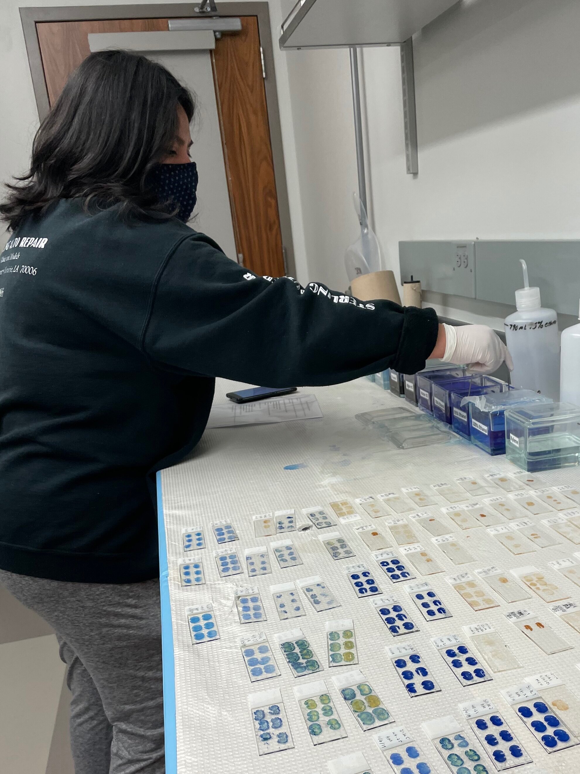 Itzel completing some histology