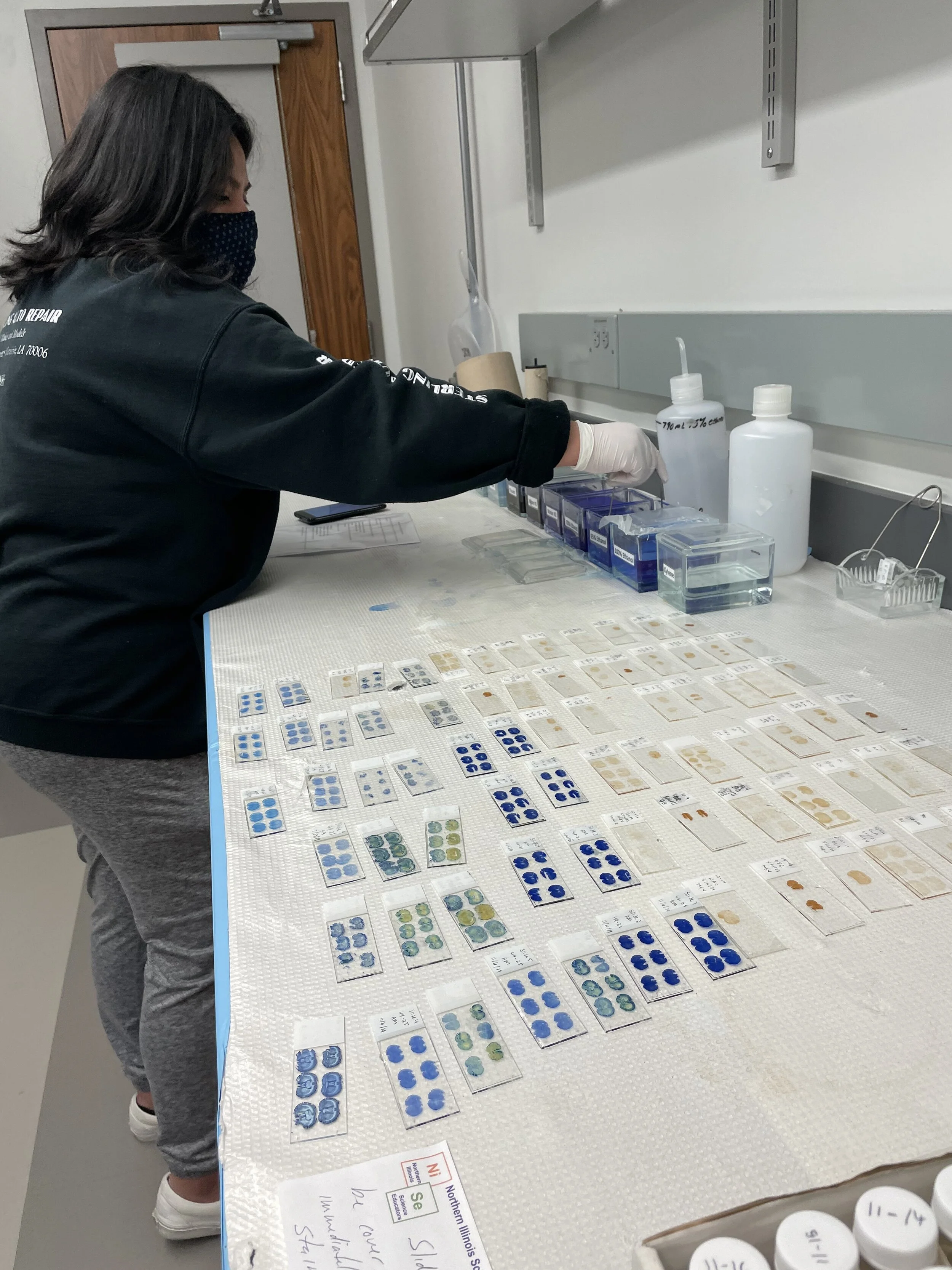 Staining summer 2021.jpeg