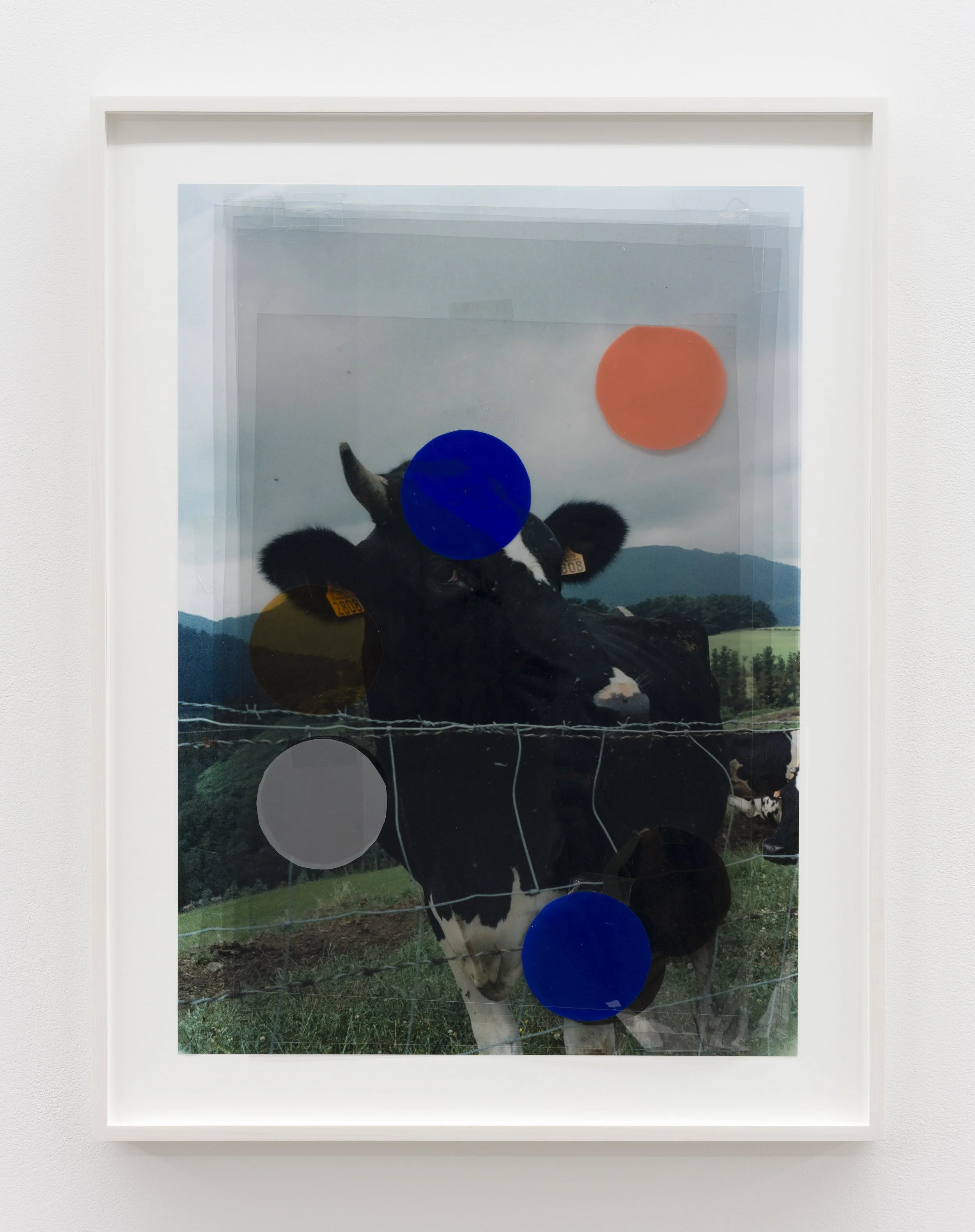 Spanish Cow, 2026
Inkjet print, mylar, lighting gels
20 x 14 in
23¾ x 18 in (framed)