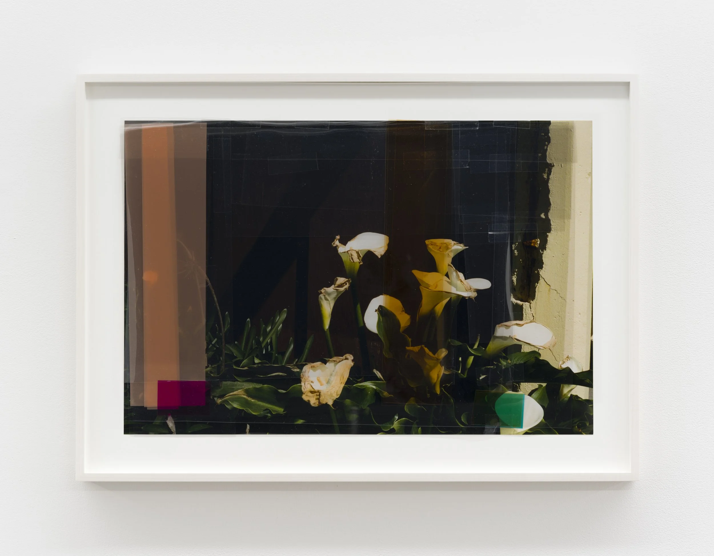 Spanish Mission Lillies, 2026
Inkjet print, mylar, lighting gels
13½ x 20 in
17⅛ x 23¾ in (framed)