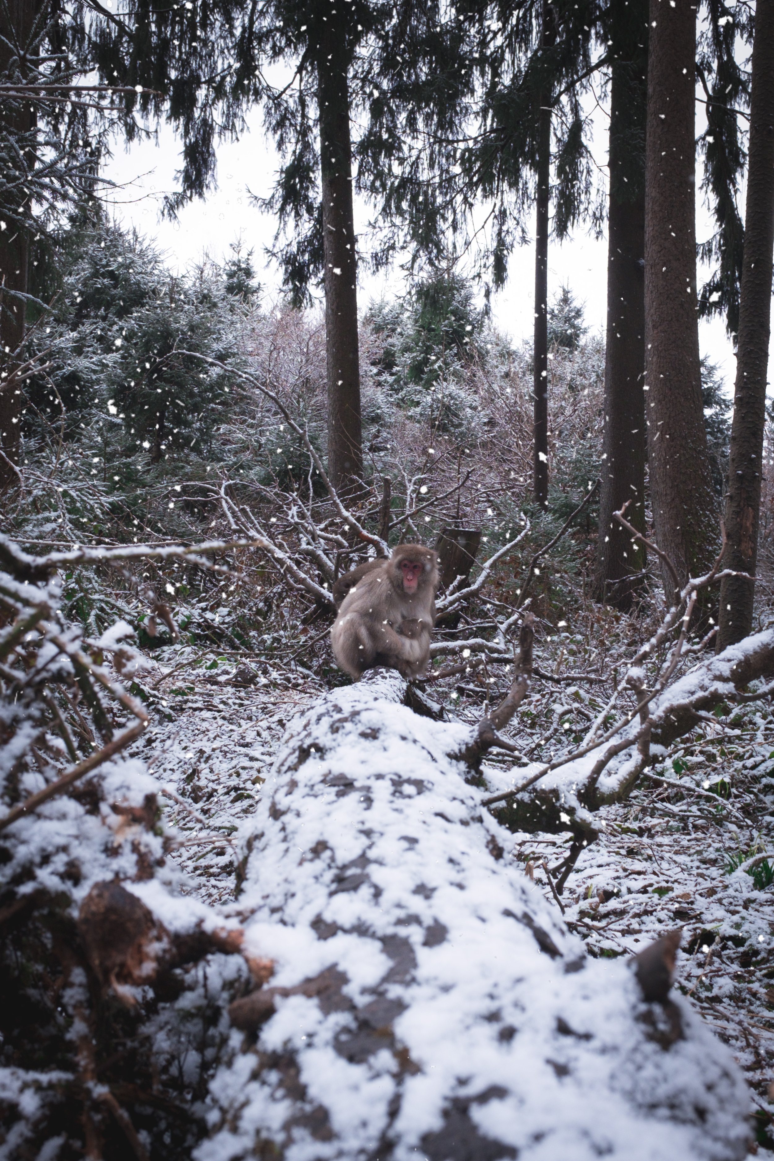 DSCF4381-Edit.jpg