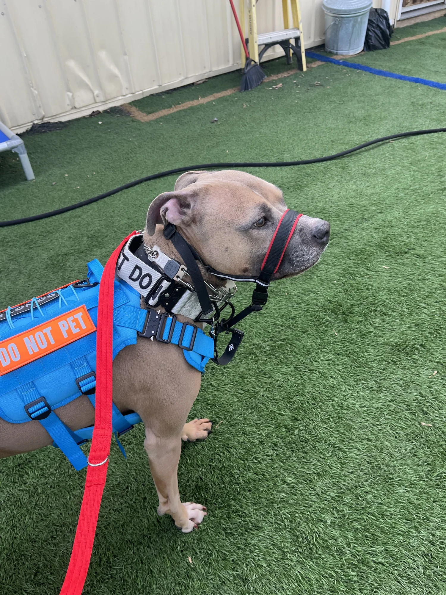 Training with Apollo