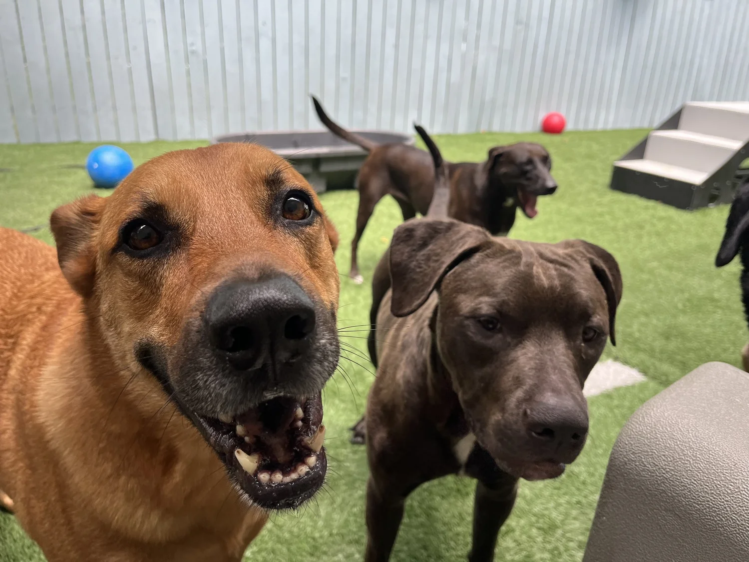 Albus, Brownie and Bear