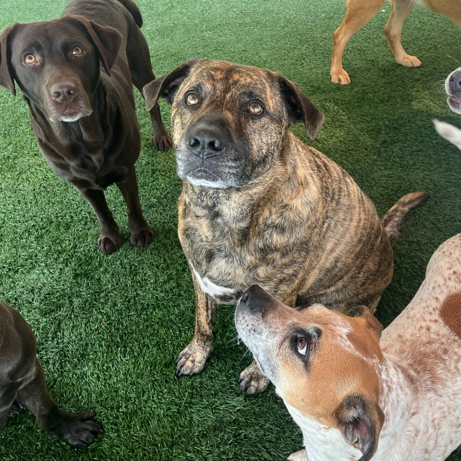 Tosh, Maggie and Lulu