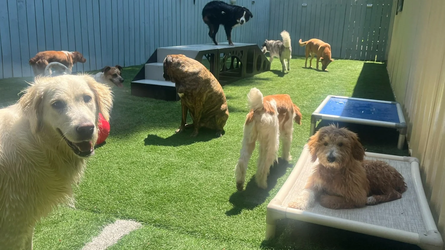 Stella, Beau, Palmer, Cookie, Lulu, Tosh, Albus and Ranger