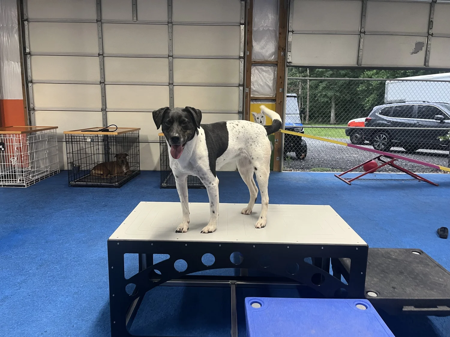 Training w/ Bailey