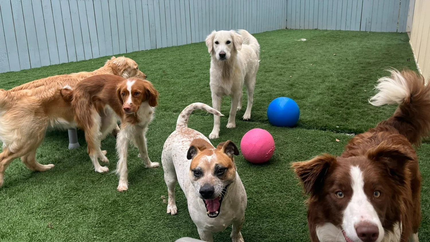 Rory, Lulu, Splendora, Gemma and Stella