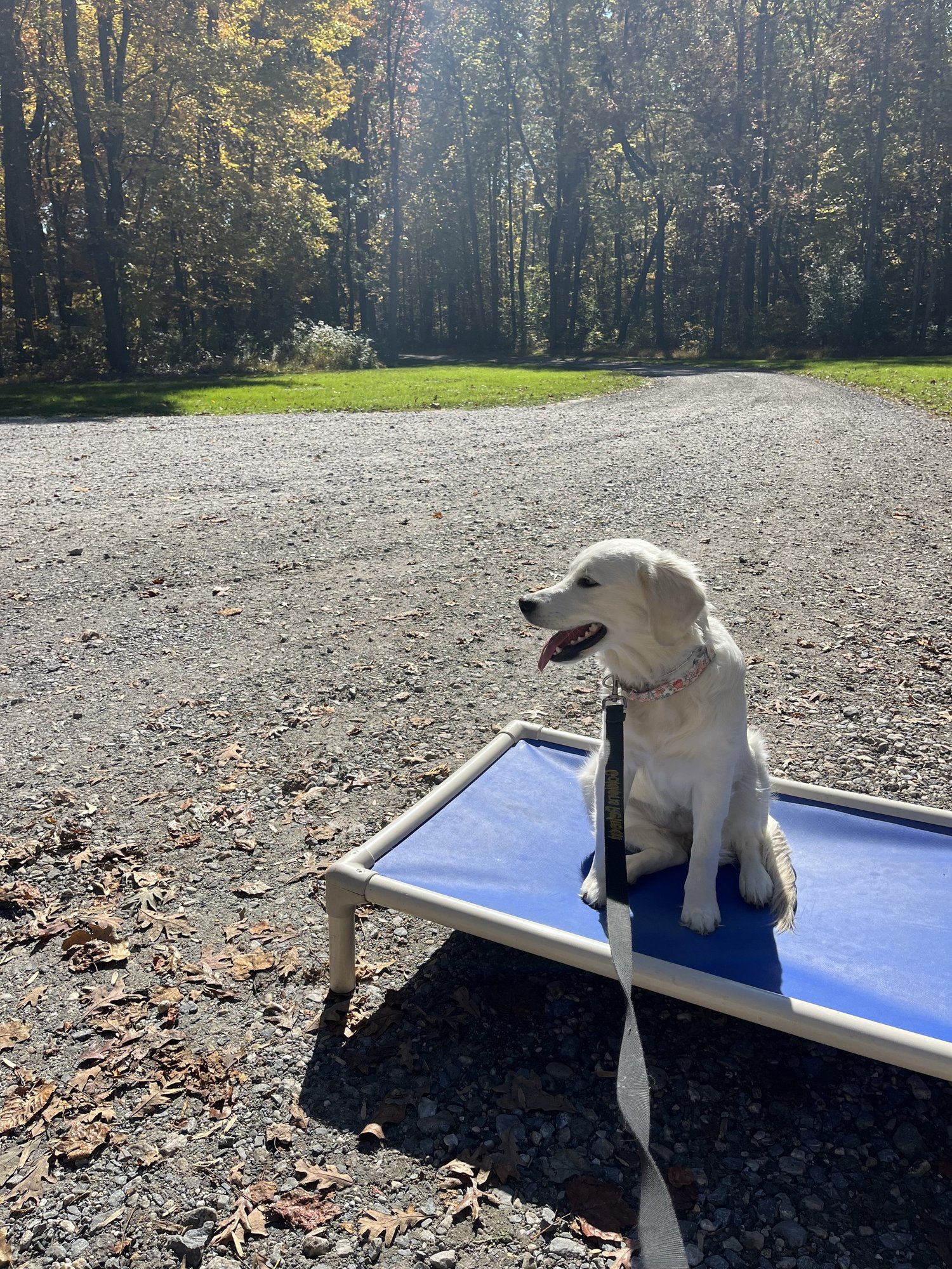 Basic obedience w/ Little Bit