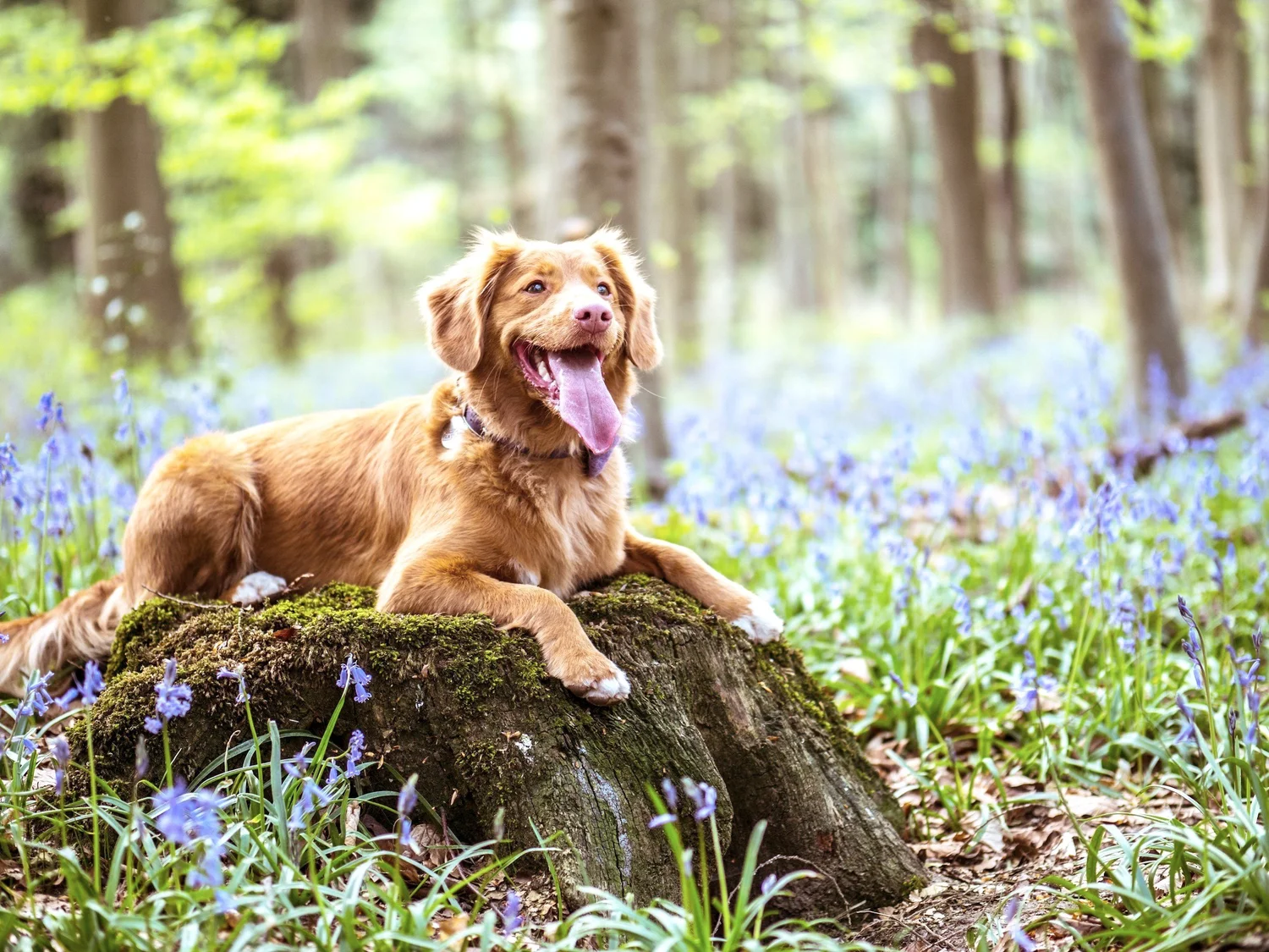 Intermediate + Off-Leash Remote