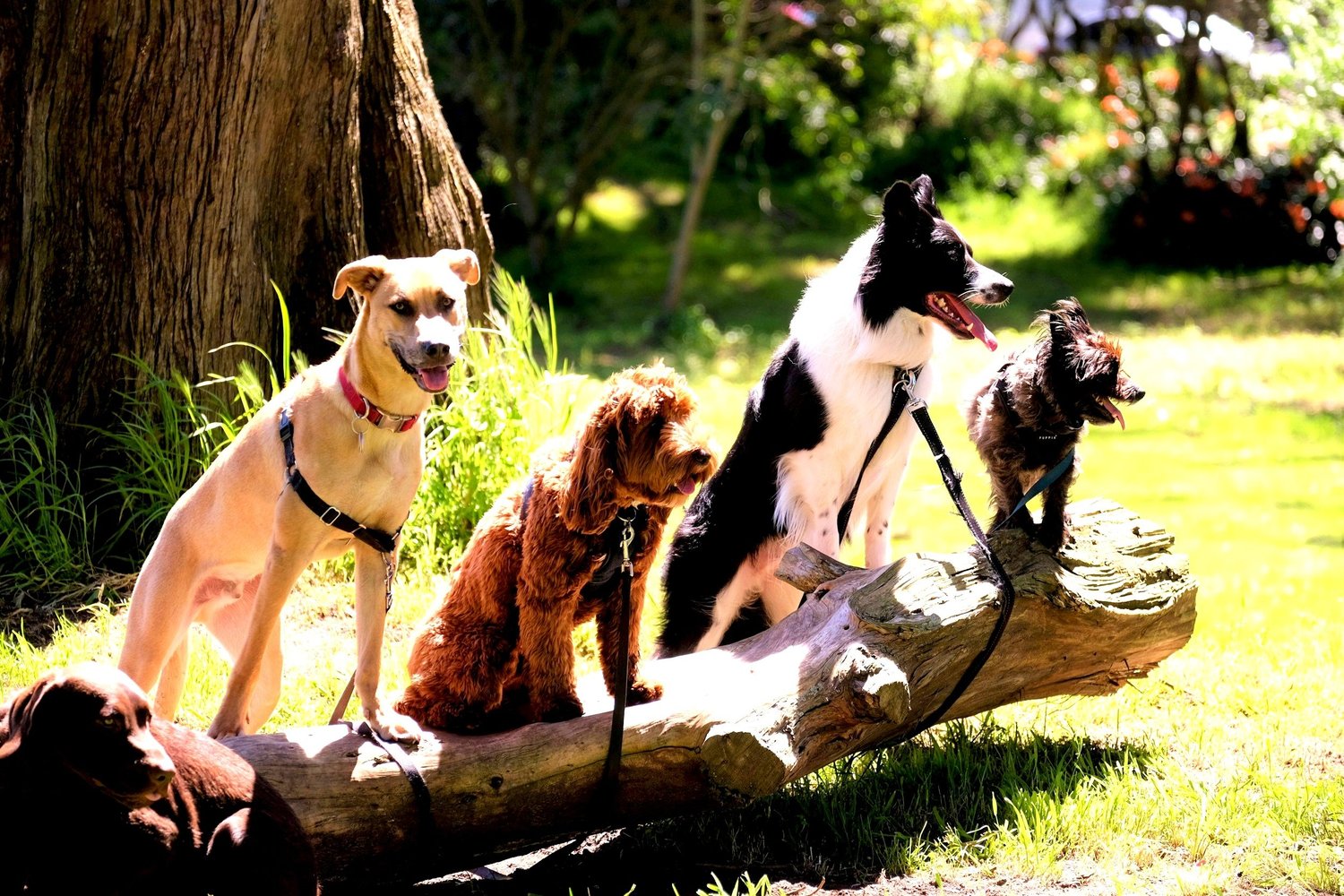 Intermediate Obedience