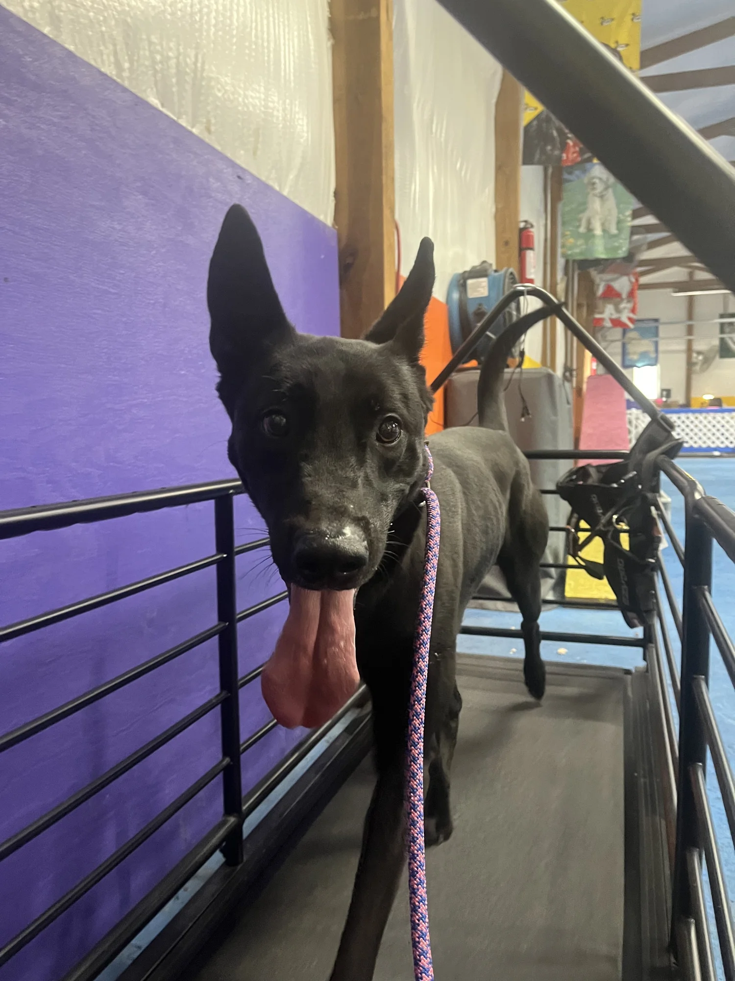 K9 treadmill w/ Jazz