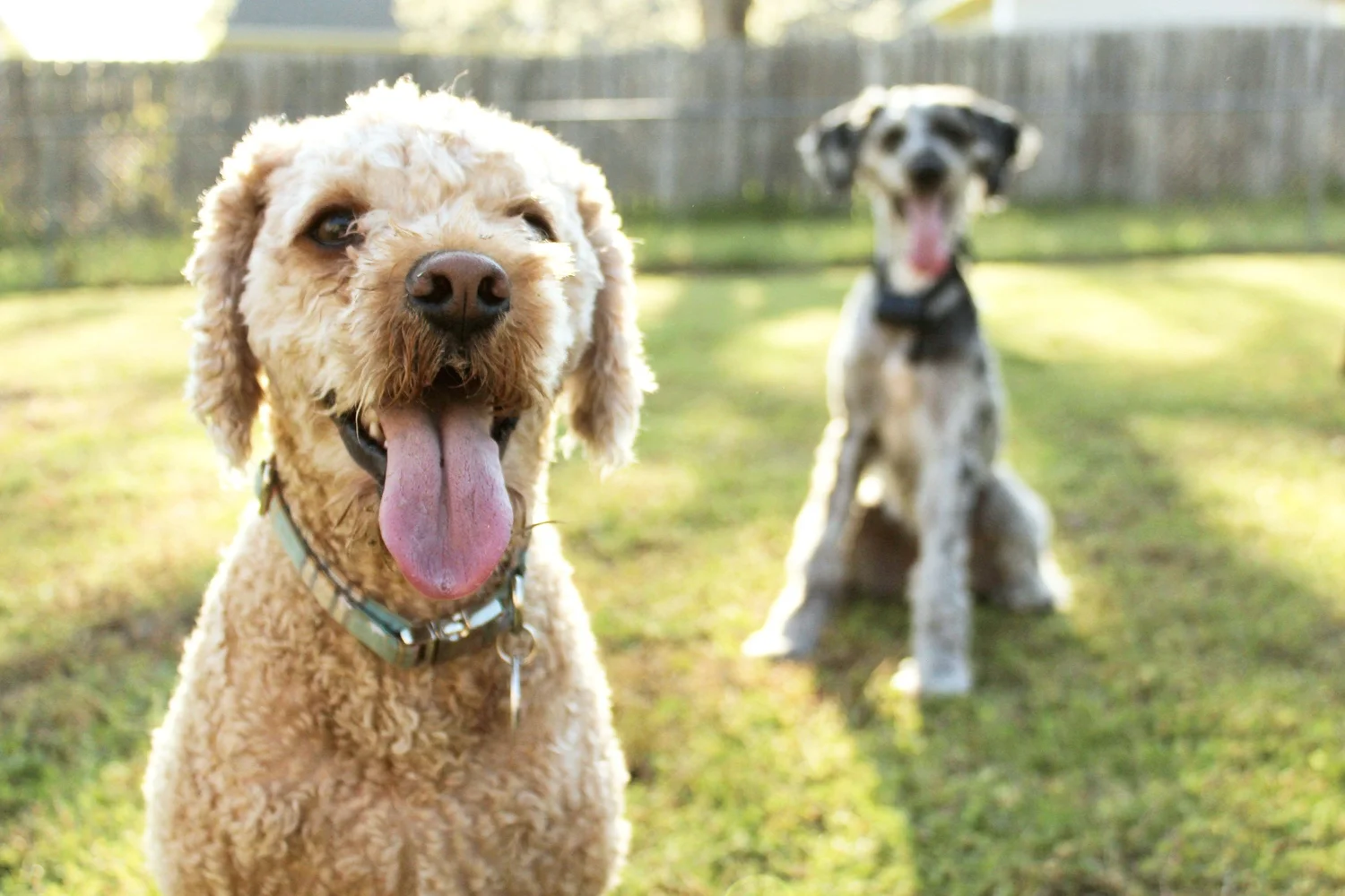 Board & Train · 4 Week Off-Leash