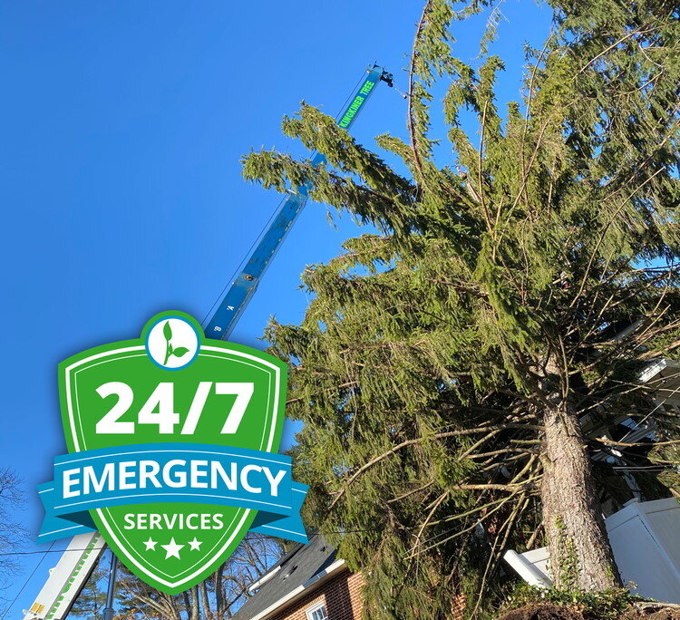 Tree Service Near Me